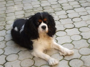 Obrázok