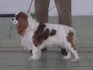 Obrázok